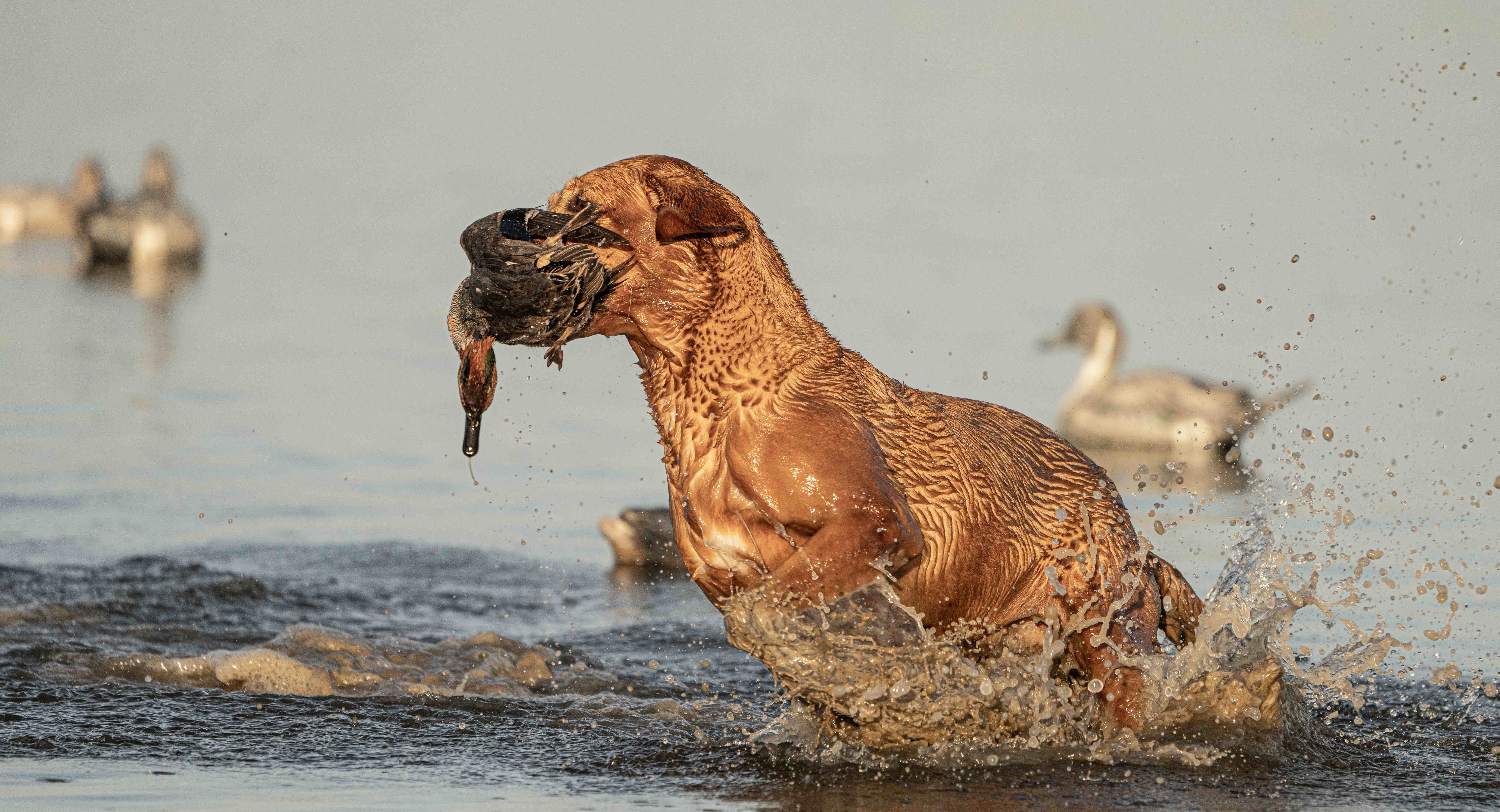 Advanced Retriever Training