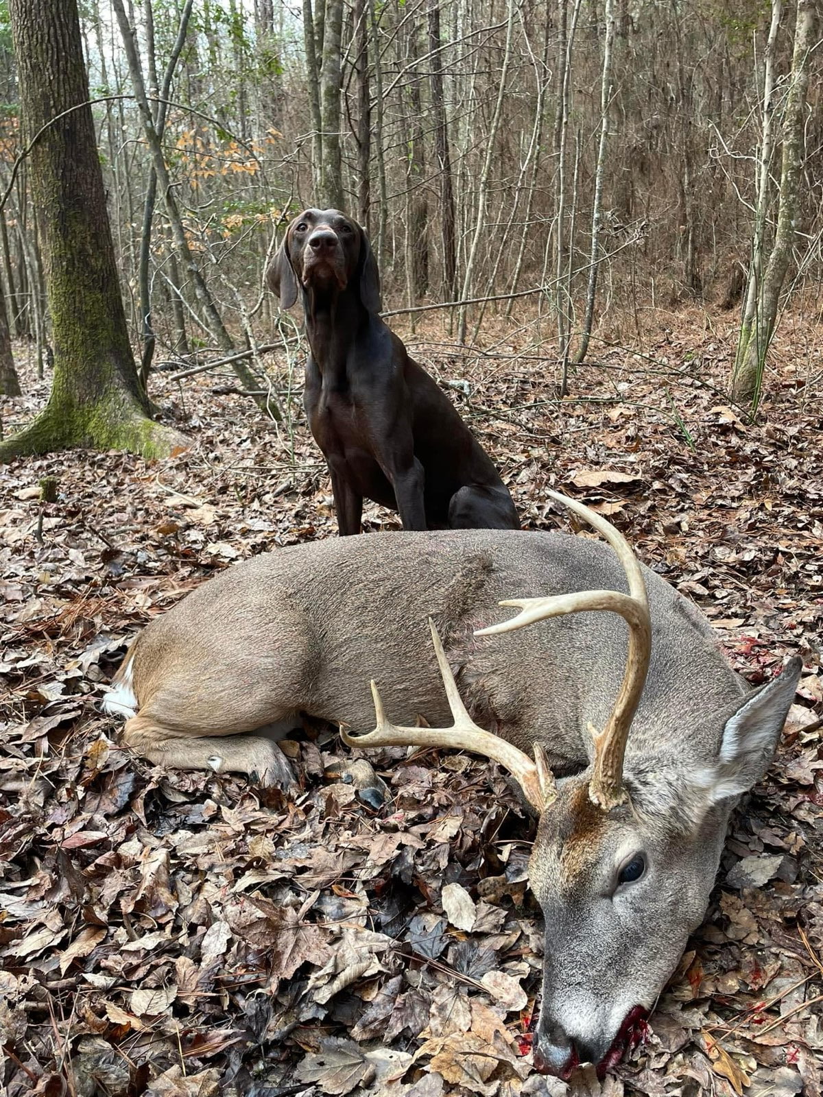 Tracking dog working a blood trail through wooded terrain