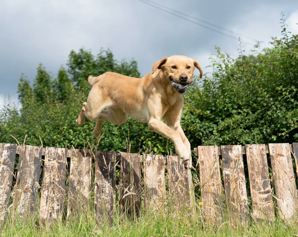 Yellow lab jumping fence with bird