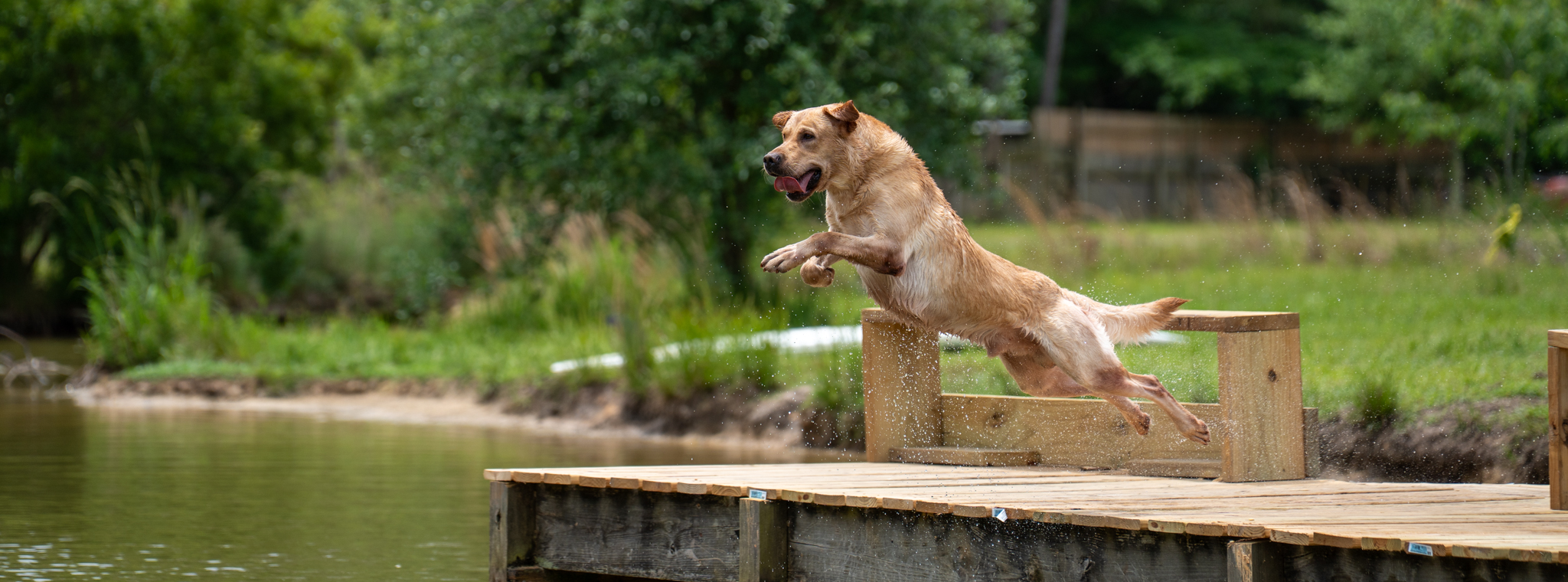 Yellow lab diving into water from dock