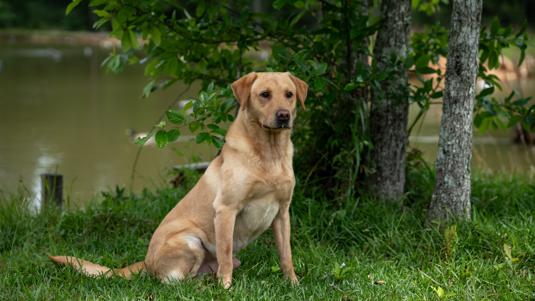 Yellow lab portrait