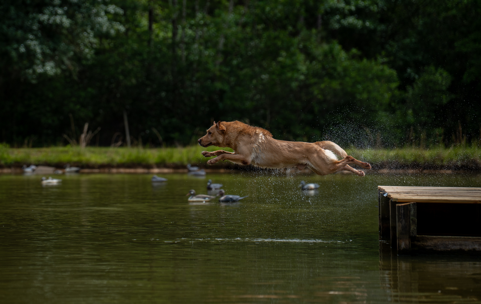 Lab diving from dock