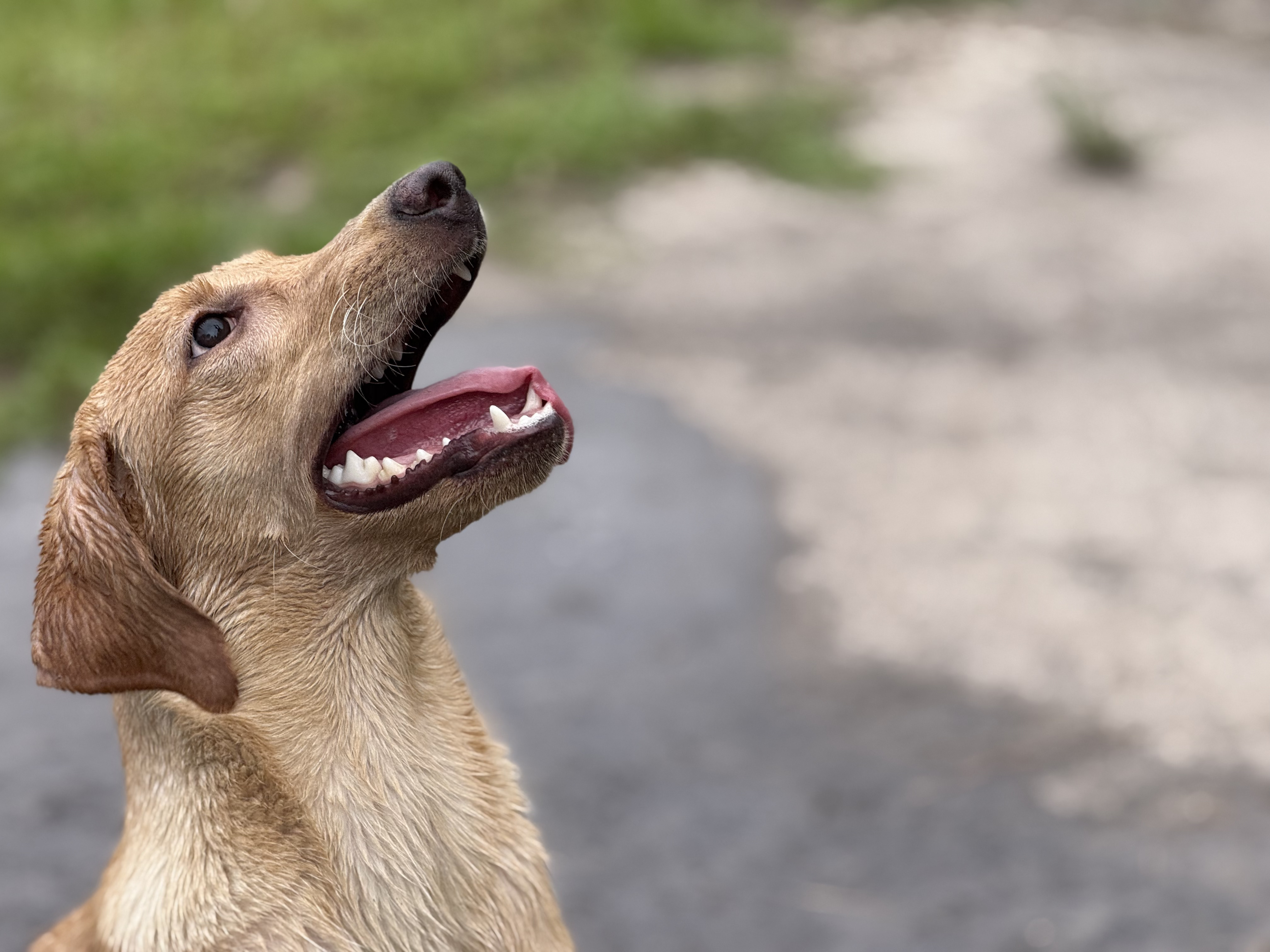 Young yellow Labrador looking attentively toward its trainer
