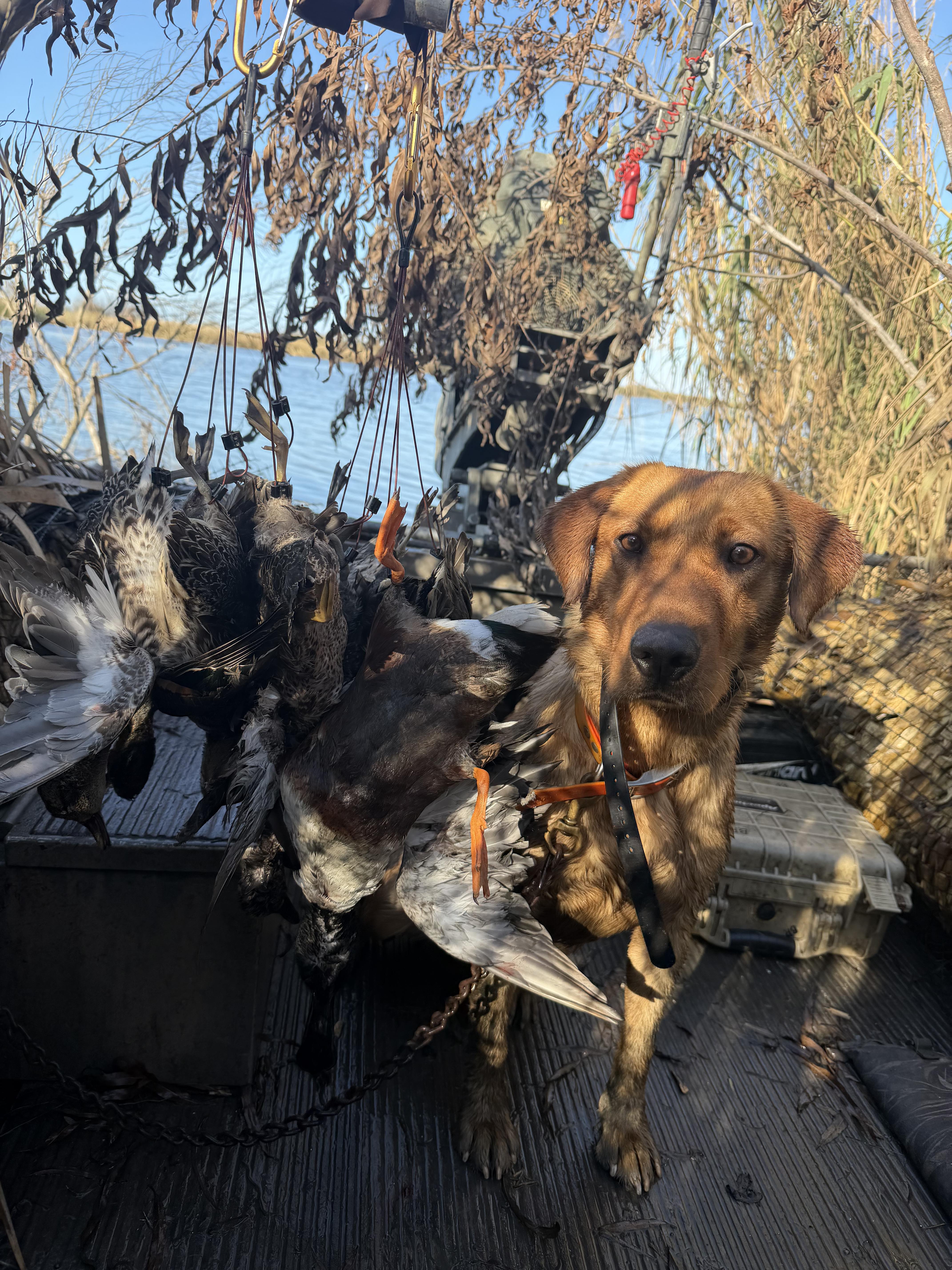 Hunting dog with successful waterfowl retrieves in boat blind