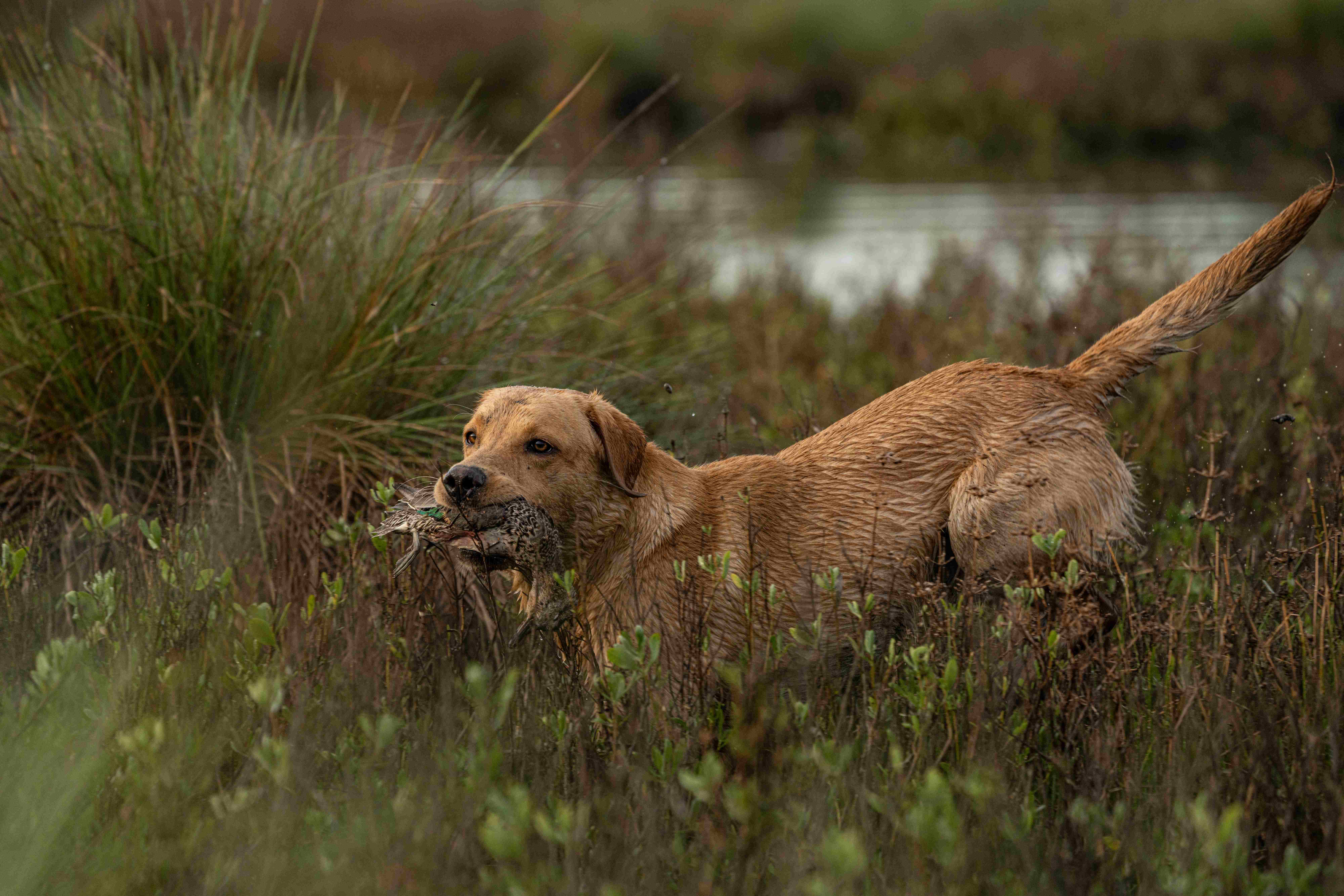 Retriever in field with bird