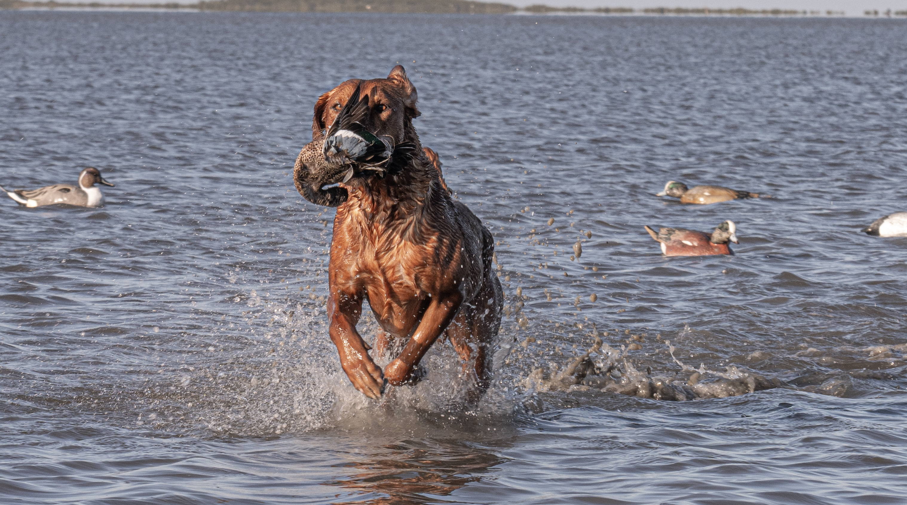 Retriever in water with duck