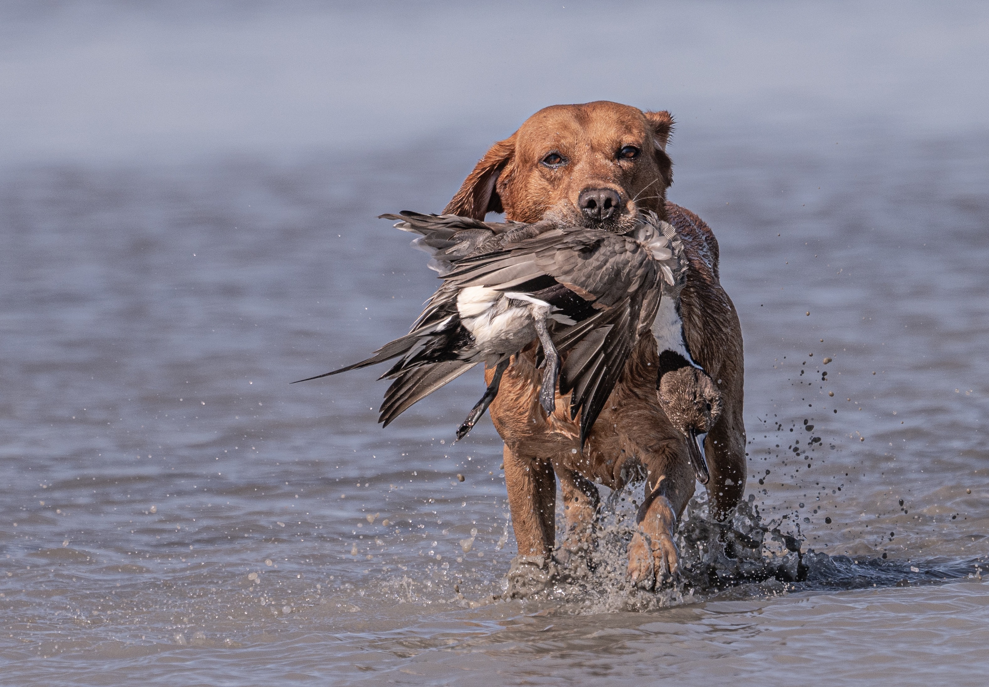Fox red lab water retrieve with multiple ducks