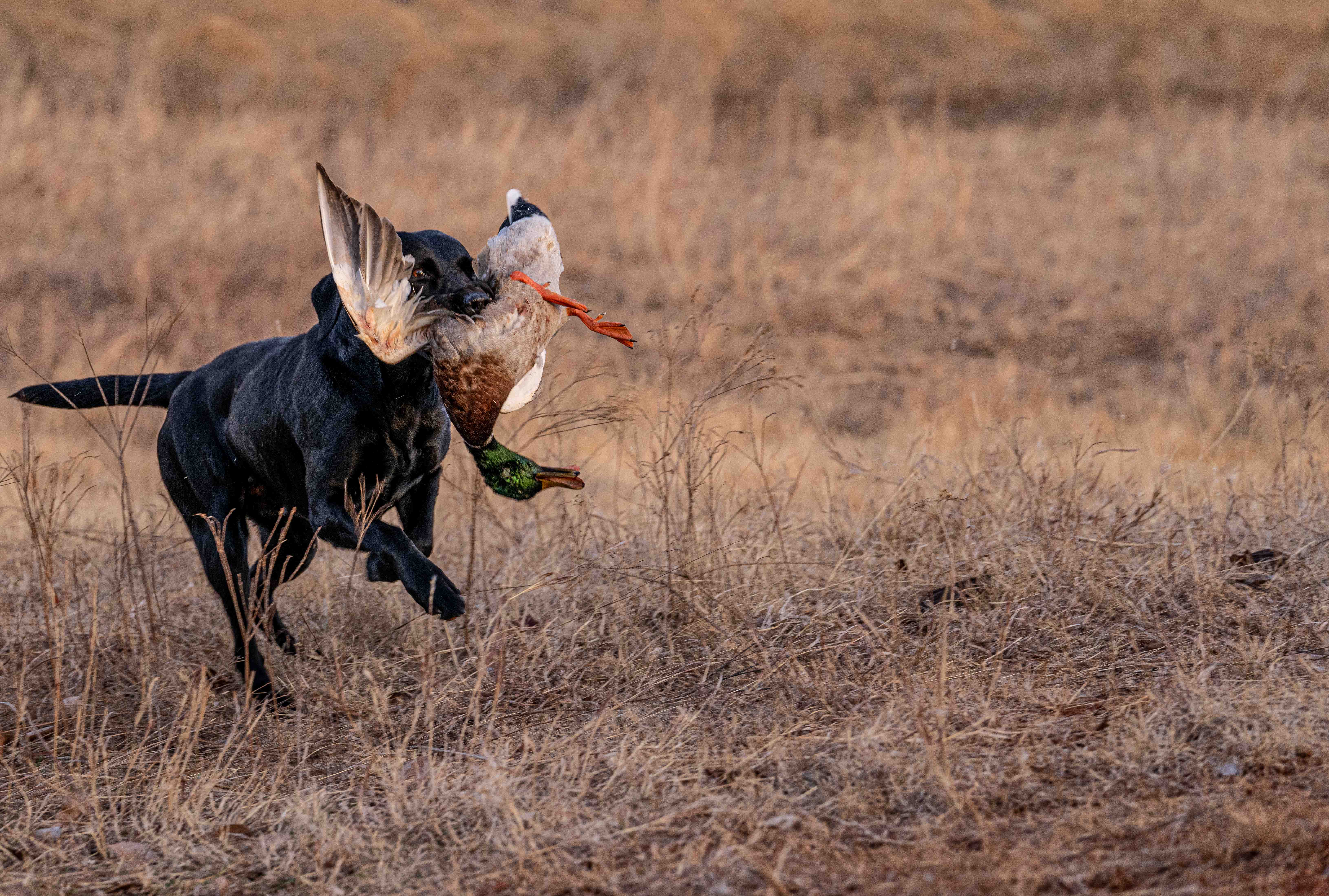 Black lab retrieving duck mid-air in field