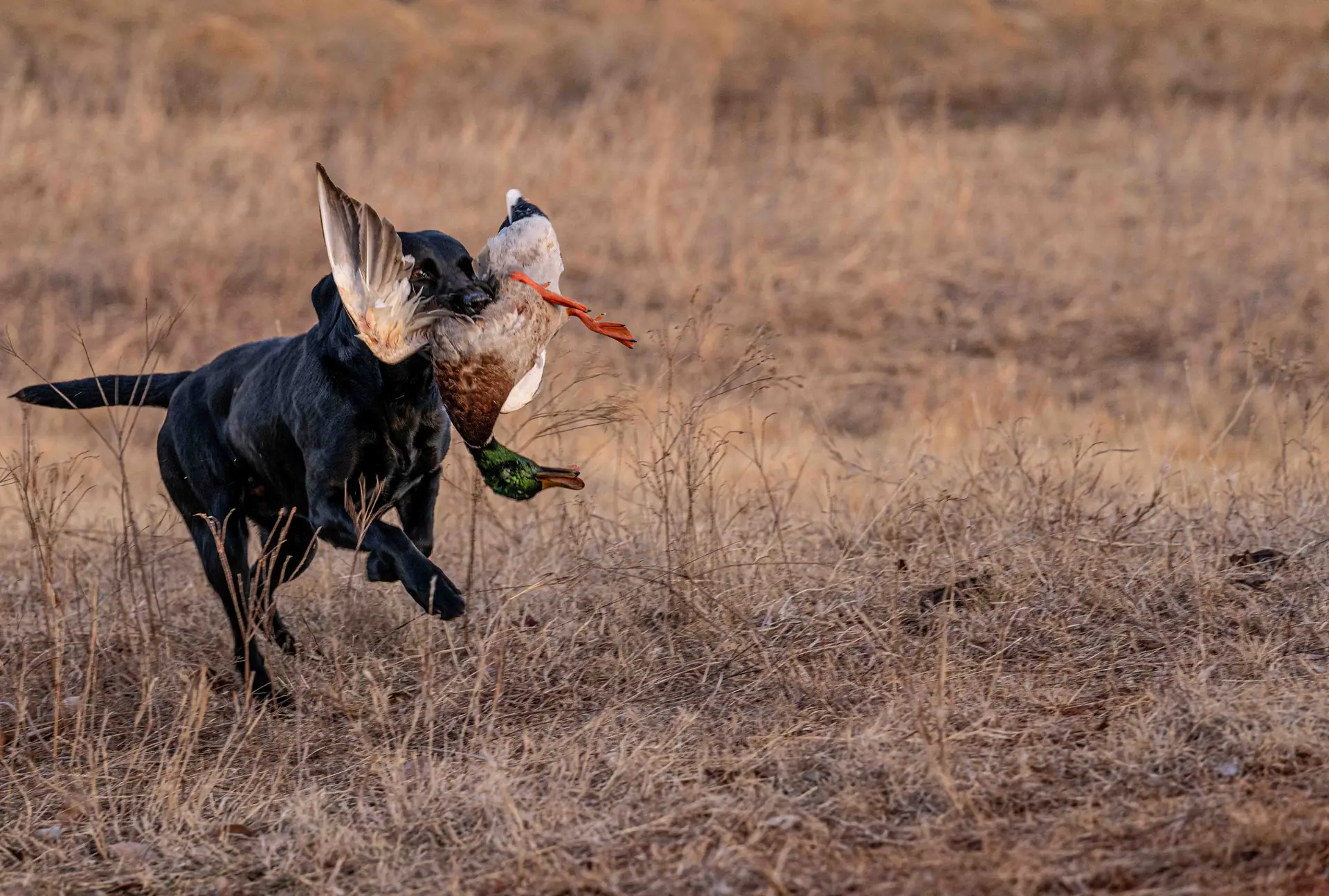 Black lab retrieving duck mid-air in field
