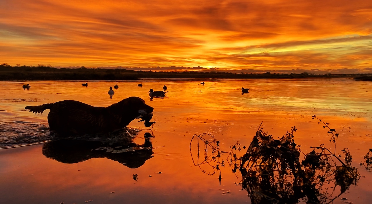 Dog silhouette at sunrise with ducks on water