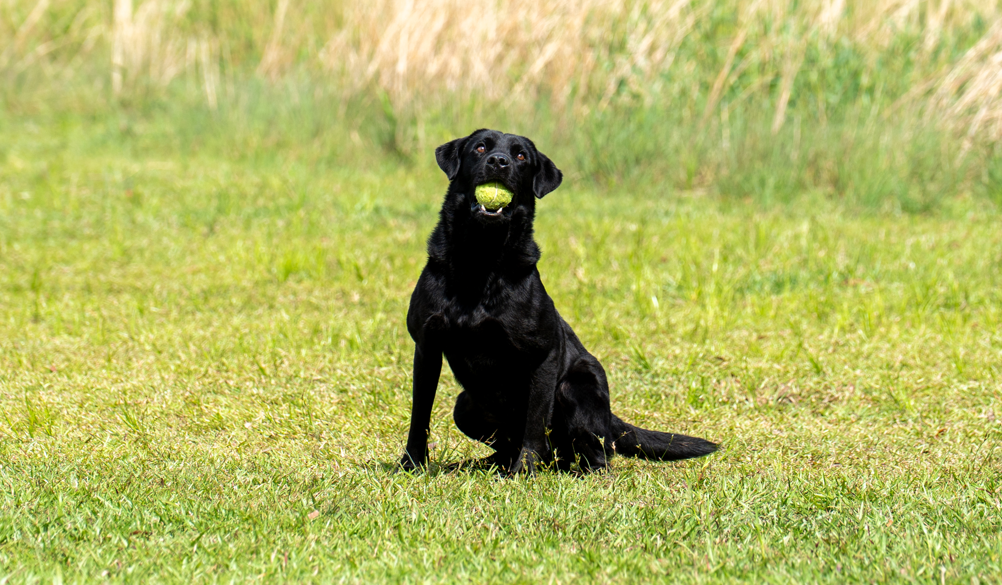 Black Labrador with tennis ball