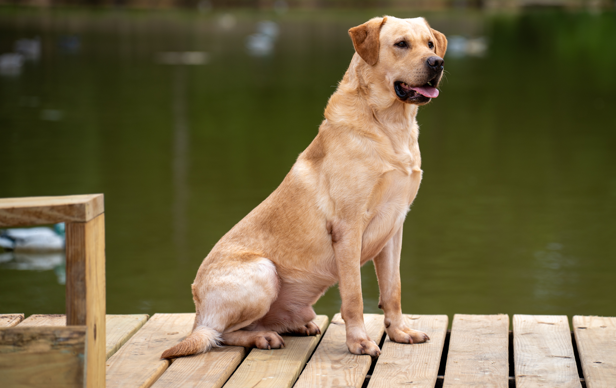 Yellow Labrador on dock