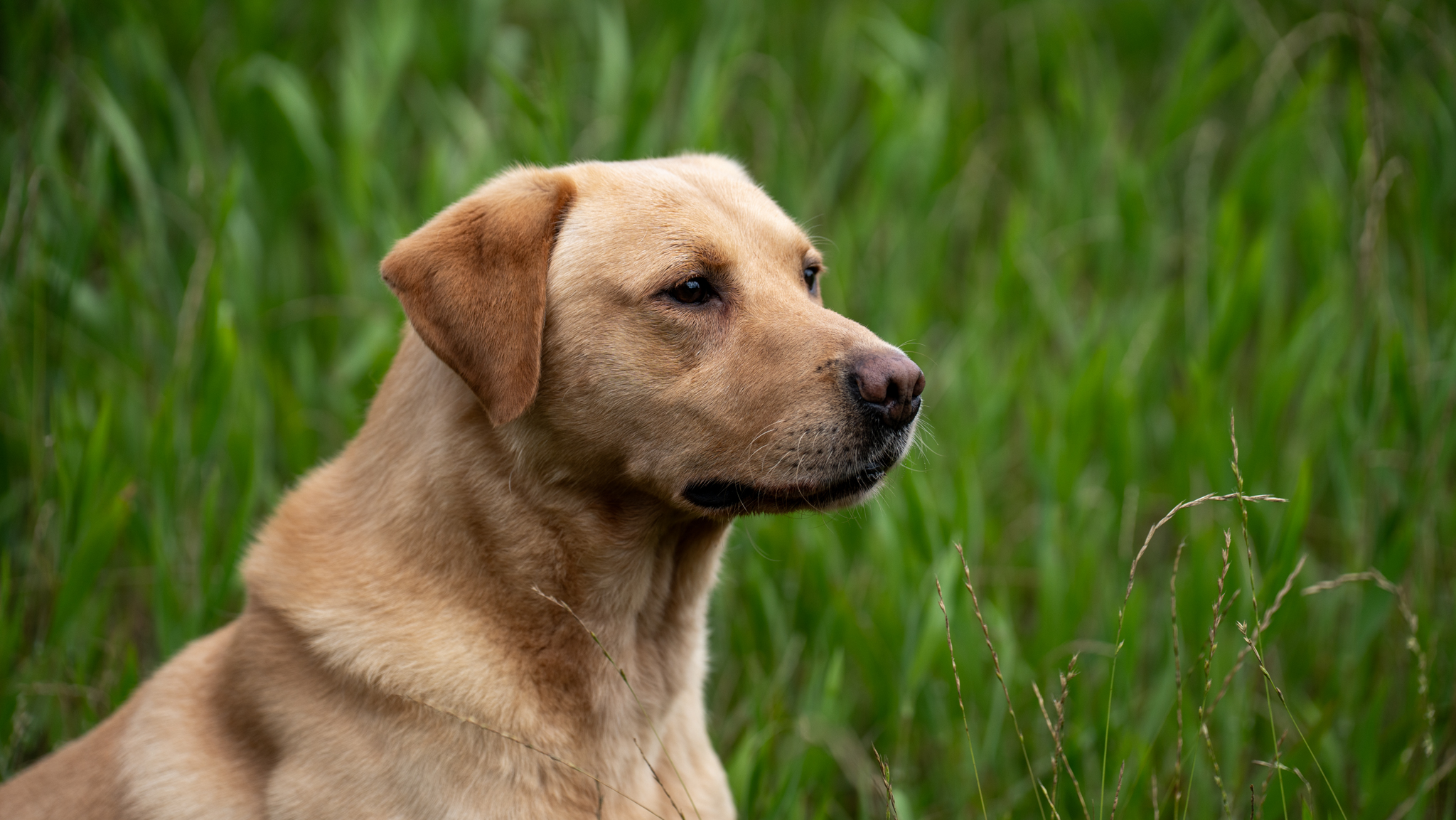 Yellow Labrador profile in field