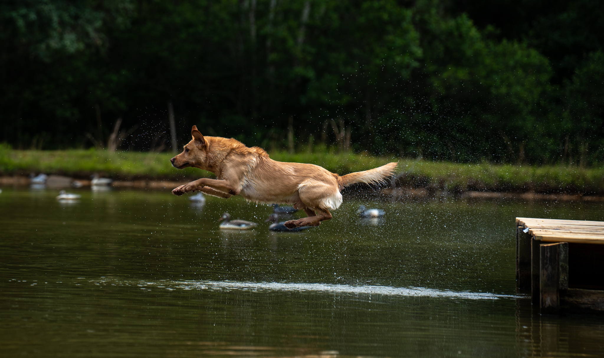 Yellow Labrador jumping into water