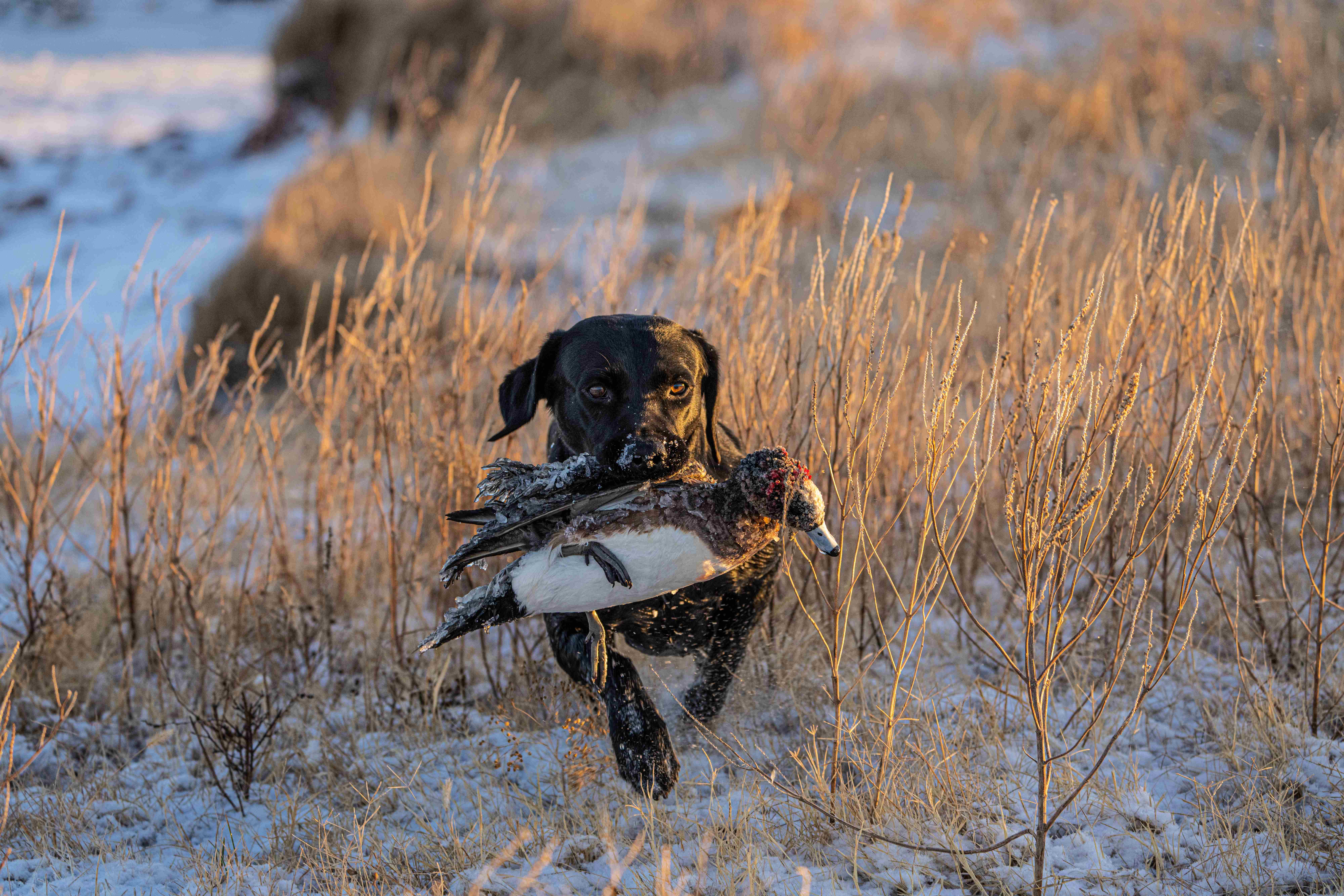 Black Labrador retrieving duck in winter