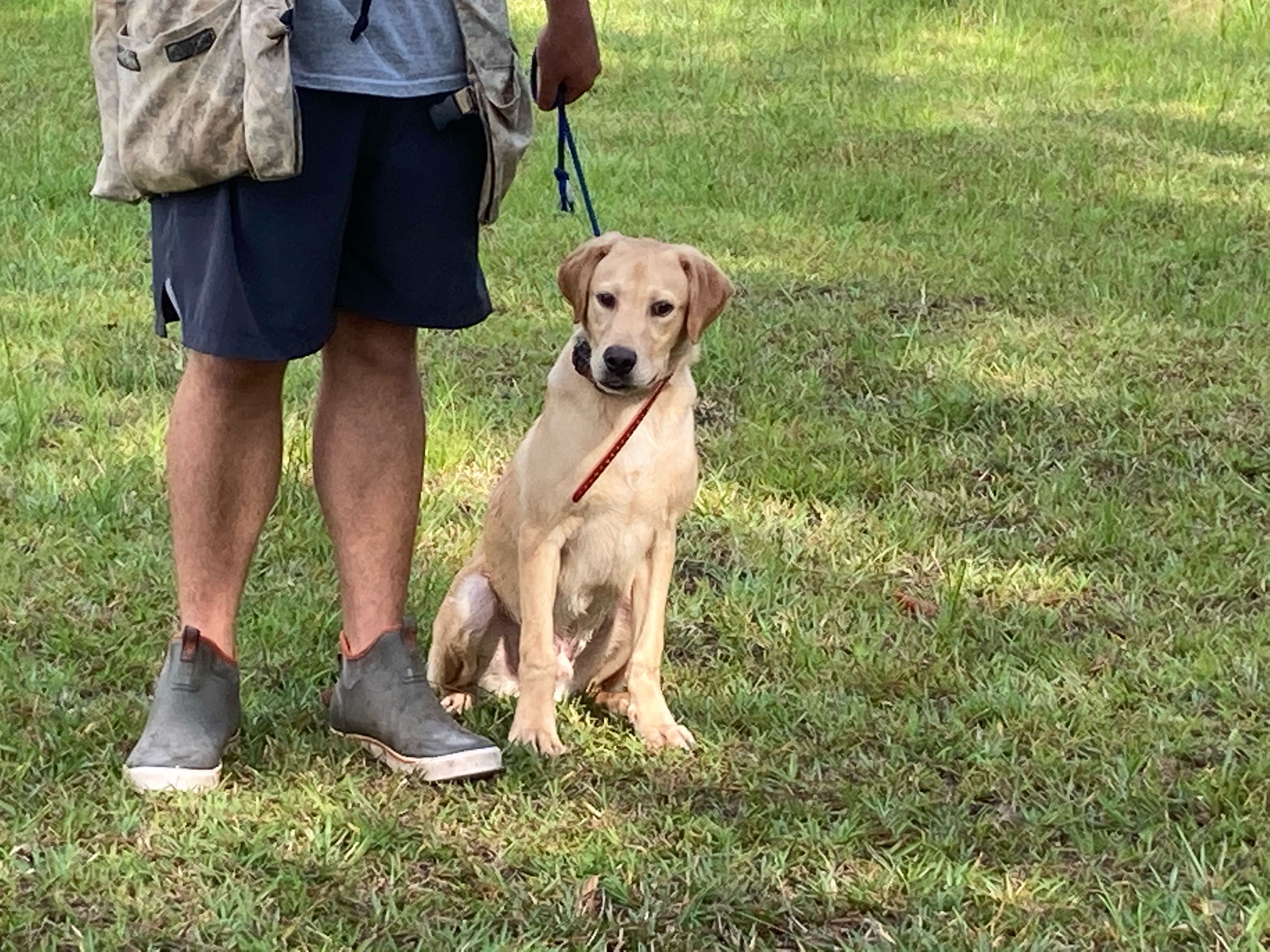 GABE PREMIUM STARTED DOG Ace's Retrievers