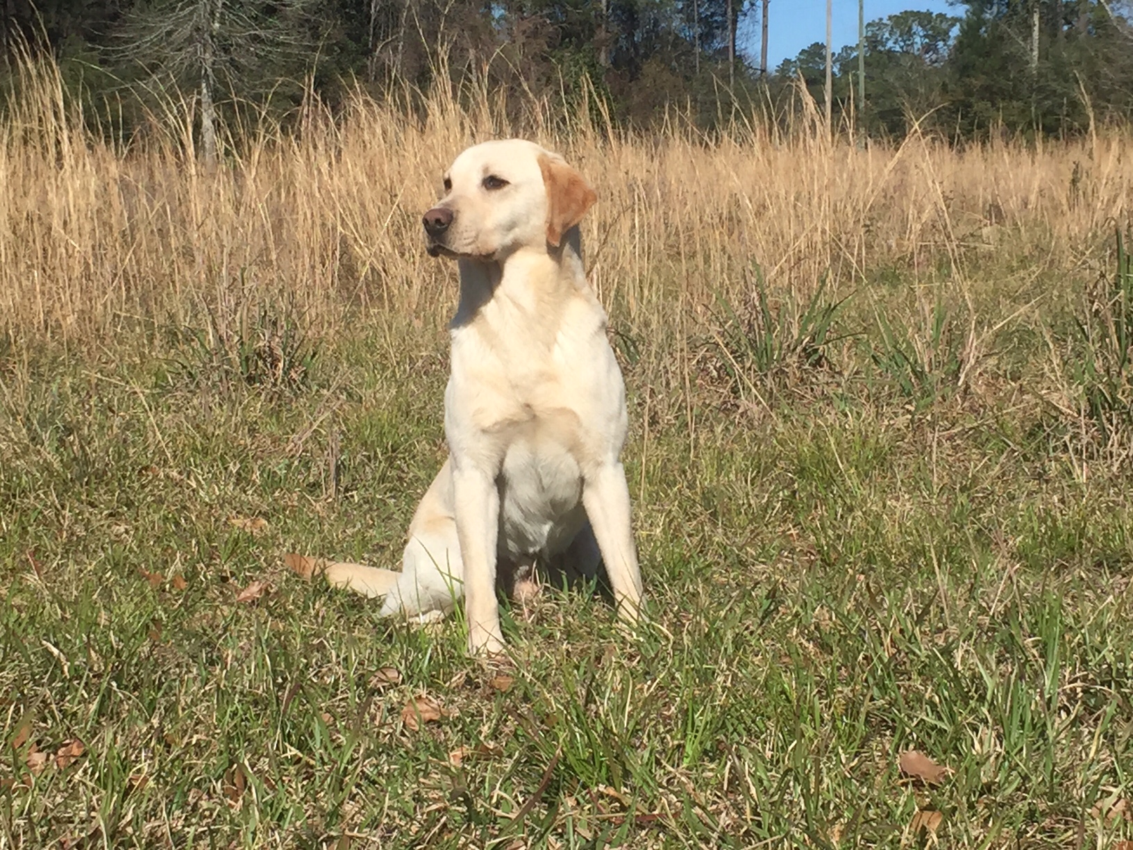 “NIDGE” - ELITE TRULOCK BERTIE - Ace's Retrievers