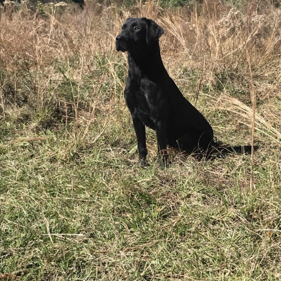 Brood Dogs - Ace's Retrievers