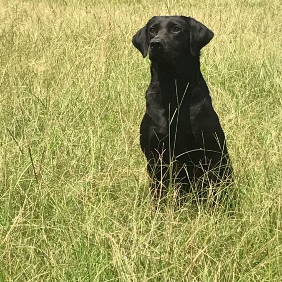 Brood Dogs - Ace's Retrievers