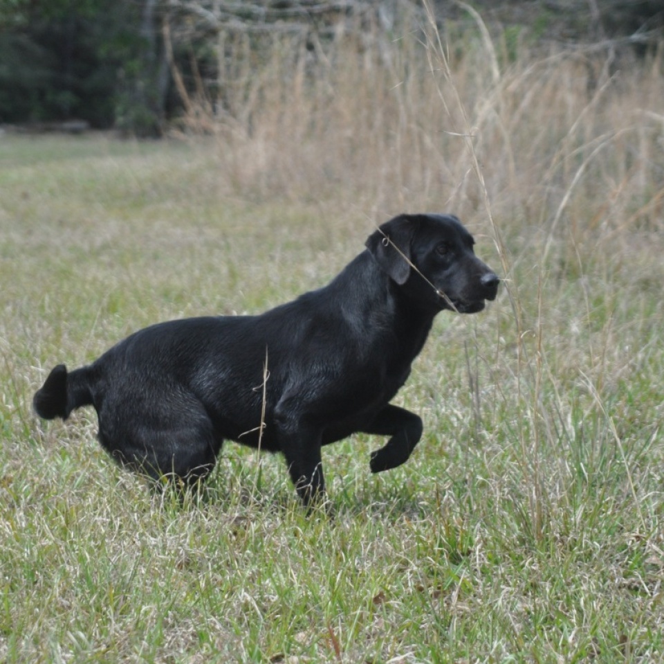 Brood Dogs – Ace's Retrievers