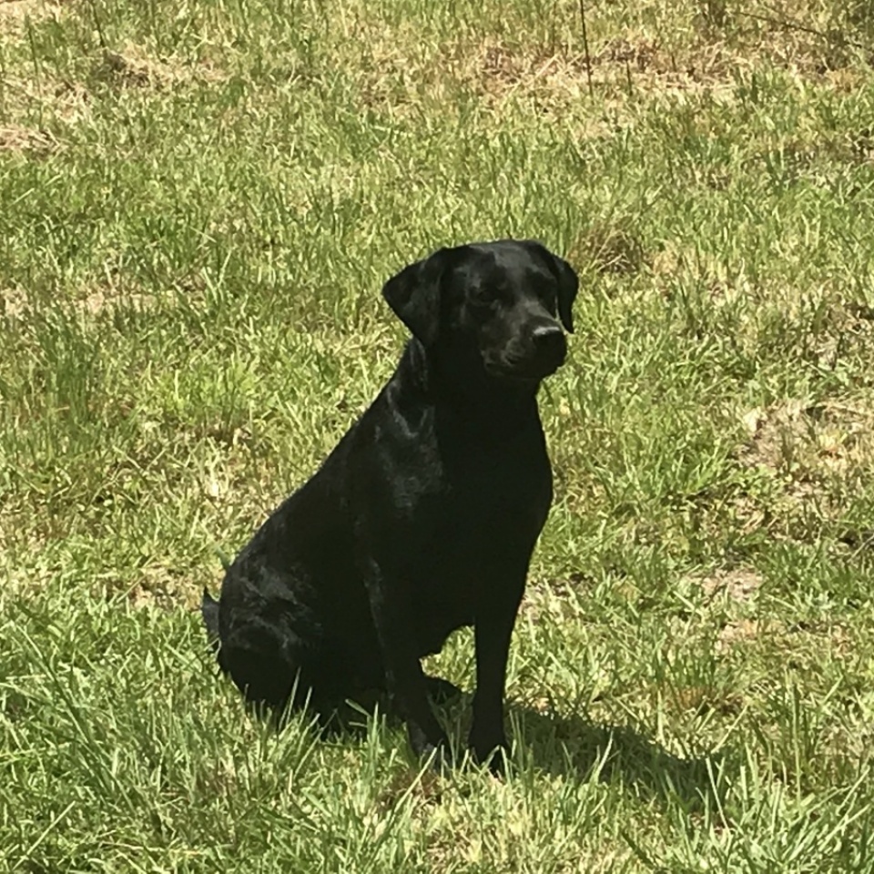 Brood Dogs - Ace's Retrievers