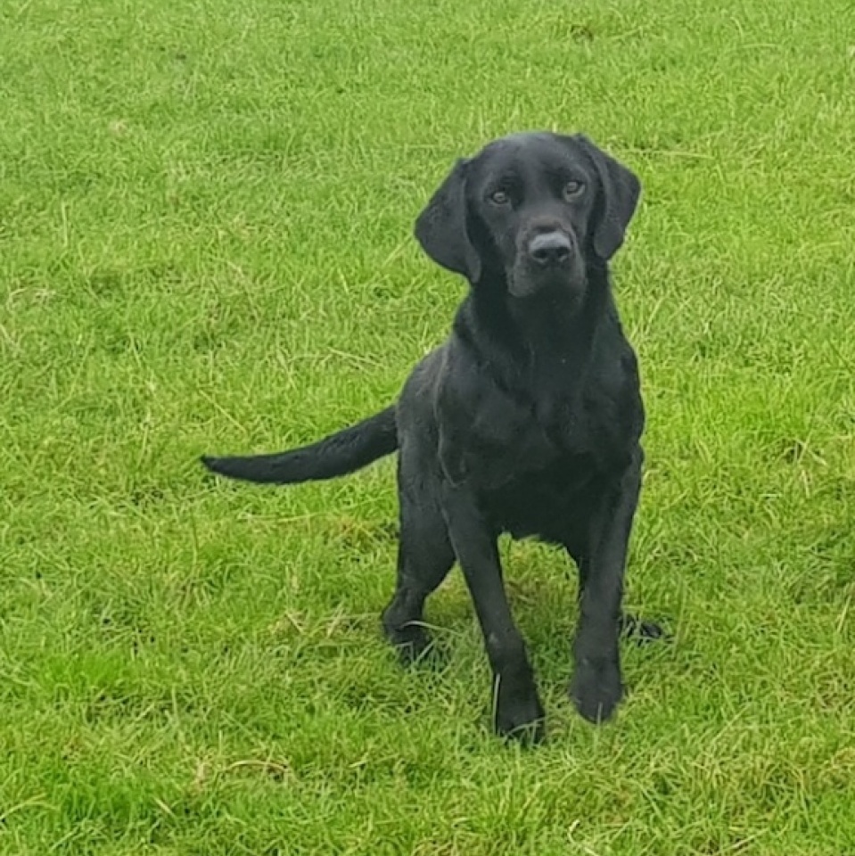 Brood Dogs - Ace's Retrievers